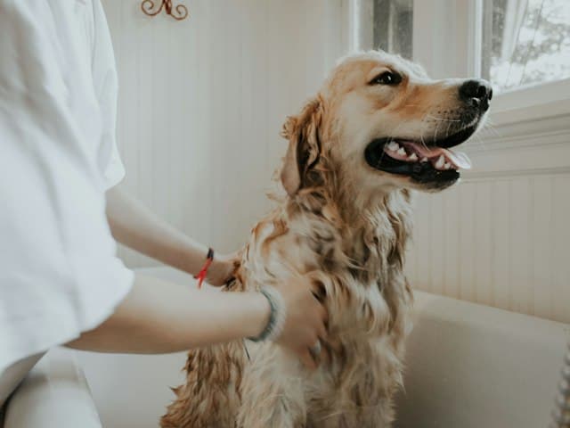 Groomer washing a golden retriever